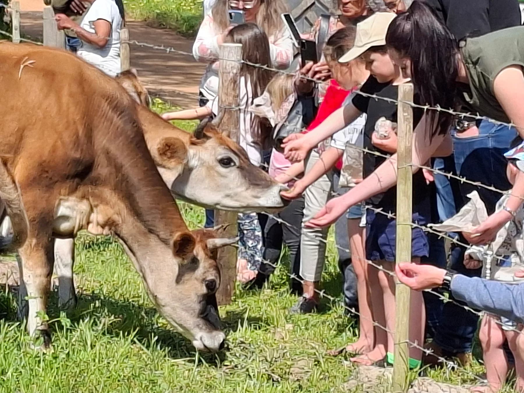Visitors of all ages leaning over a farm fence to stroke and hand-feed two Jersey cows on the Camphill pasture
