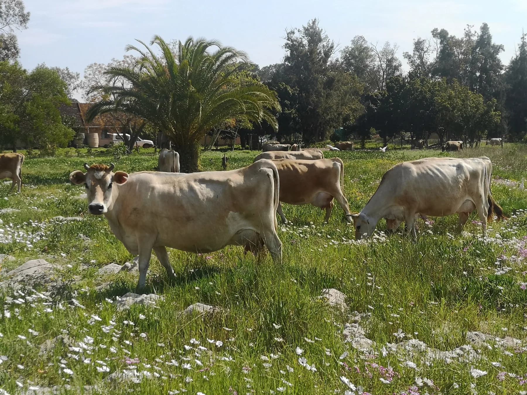Jersey cows grazing in an open Camphill pasture full of white spring flowers, with farm buildings among the trees behind them
